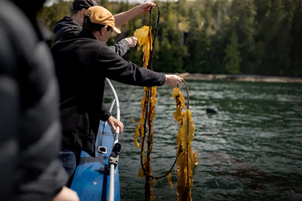 two people in a boat pulling kelp[ out of the ocean