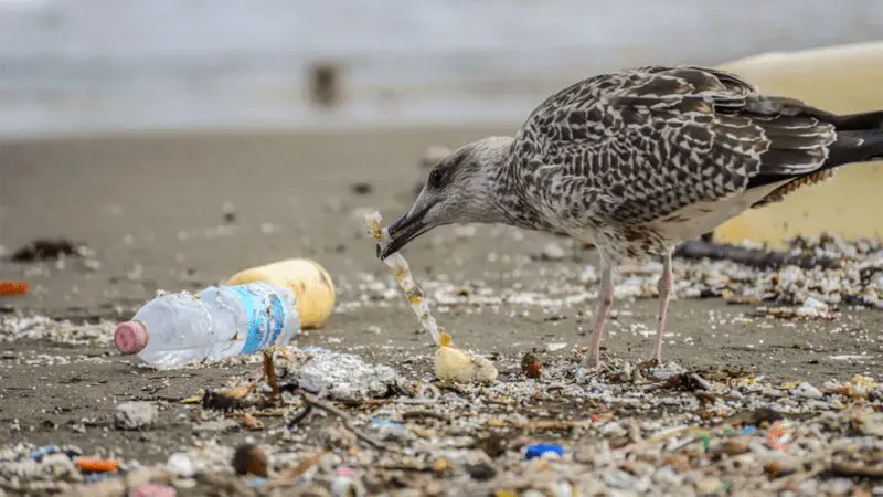 Bird Eating Plastic