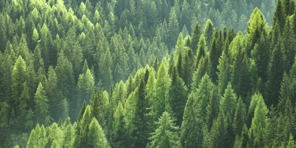 Green forest from above.