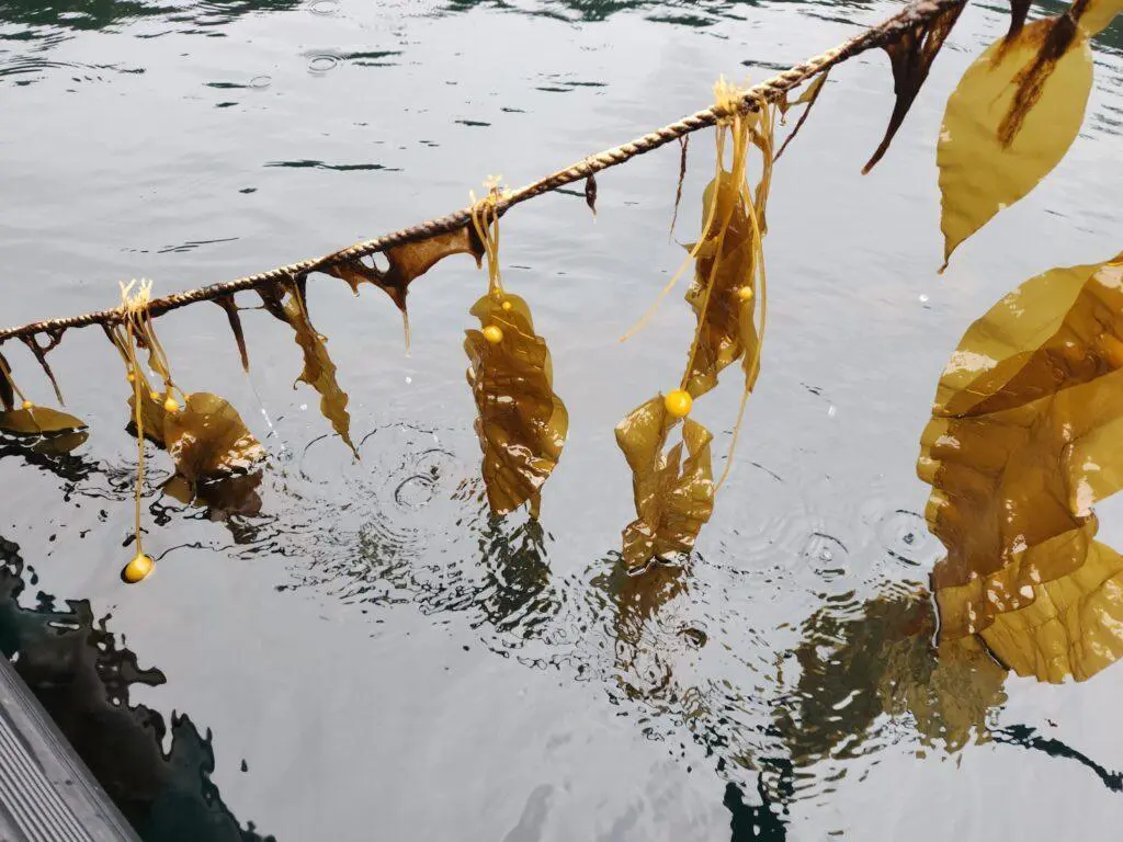 kelp in water