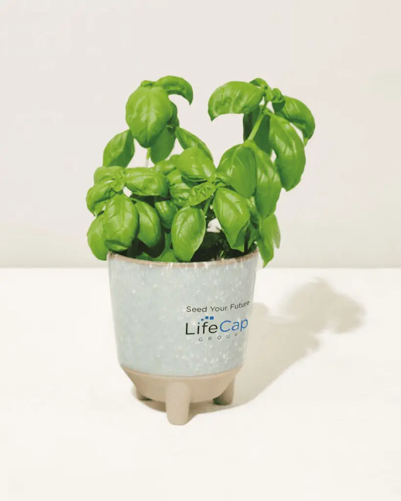 branded merch: Candle and Planter with seeds in one kit.