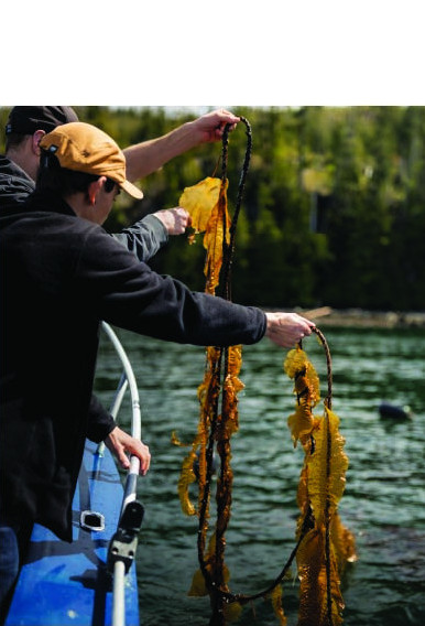 image example of Whats New: two people pulling kelp out of the ocean to inspect. help the kelp iniciative