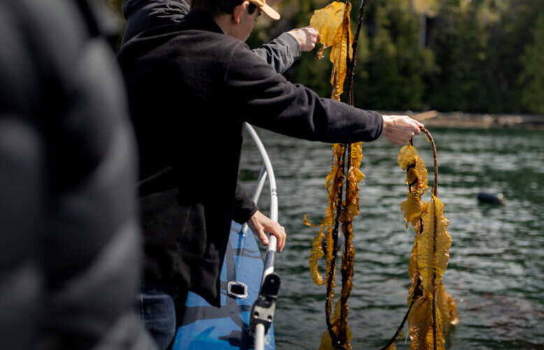 Fairware to Plant 10 Kelp for Every Order with veritree
