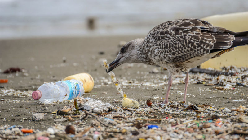Bird Eating Plastic