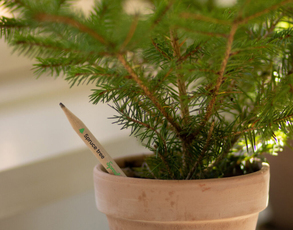 tree with seed pencil