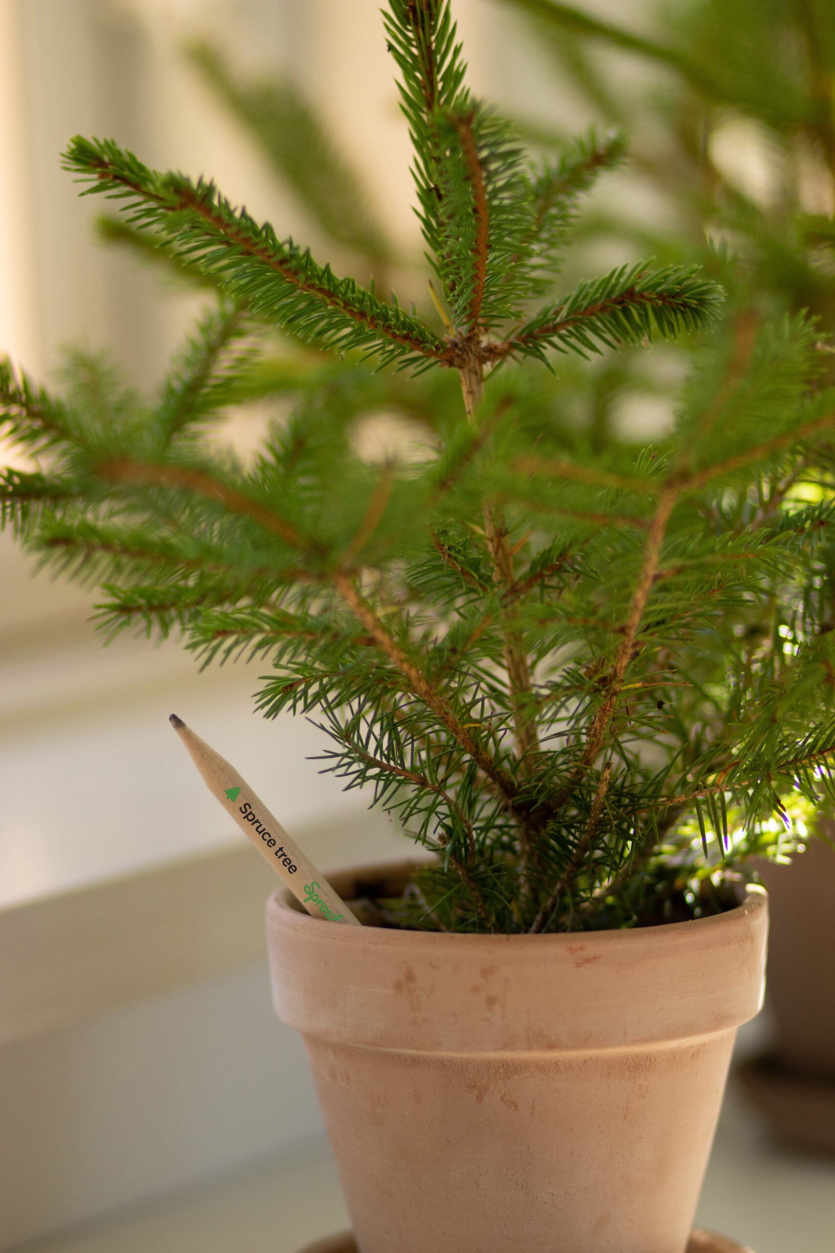 tree with seed pencil